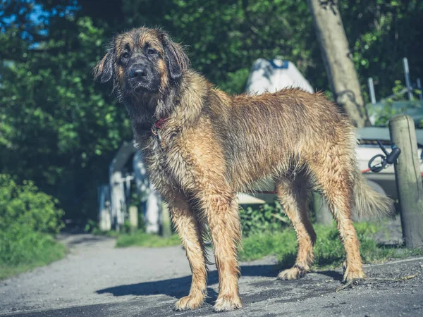 Hond Van Een Grote Leonbergeer Permanent Wacht — Stockfoto