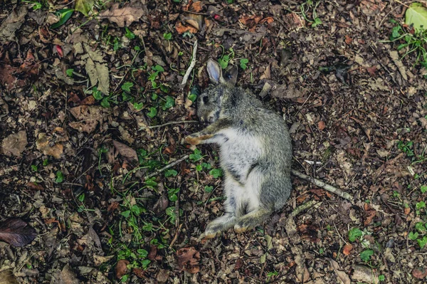 Död Kanin Marken Skogen — Stockfoto