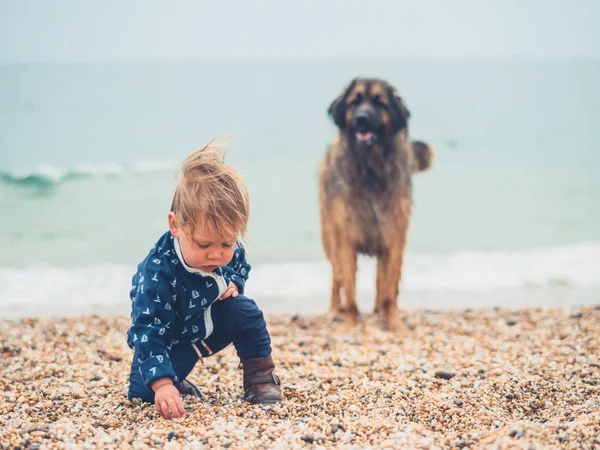 Маленький Мальчик Пляже Играет Гигантской Собакой Леонбергер — стоковое фото