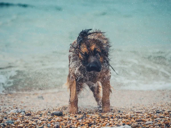 Jätte Leonberger Hunden Stranden Skakar För Att Torka Sig Själv — Stockfoto