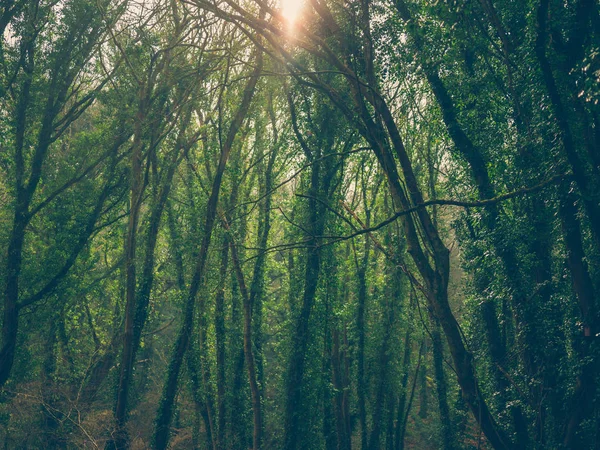 Sonnenlicht Bricht Durch Die Baumwipfel Wald — Stockfoto