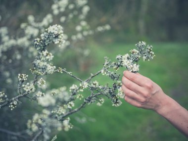 ağaç dallarında liken dokunmadan kadın el 