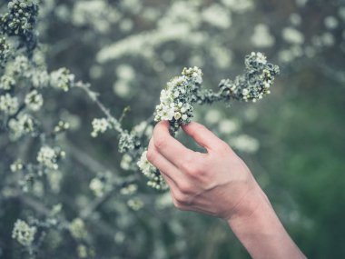 ağaç dallarında liken dokunmadan kadın el 