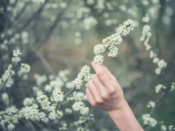花で木の枝に触れる女性の手 — ストック写真