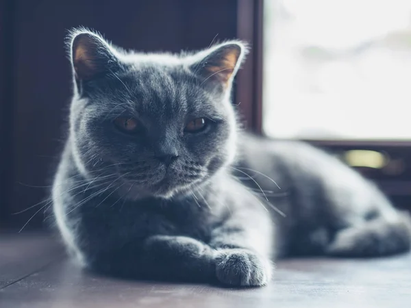 Pedigrí Británico Shorthair Gato Está Relajando Por Ventana —  Fotos de Stock