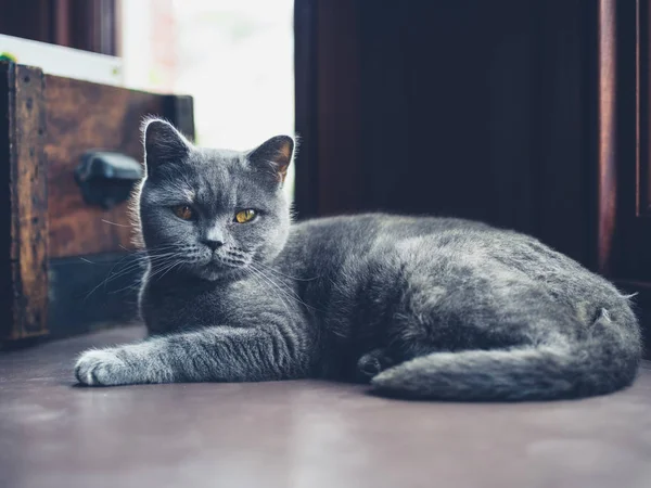 血統英国のショートヘア猫は 窓のところでリラックスしています — ストック写真