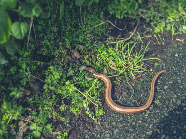 Een Langzame Worm Het Eten Van Een Slug Straat — Stockfoto