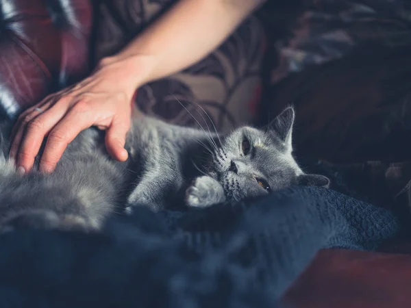 Young Woman Hand Petting British Shorthair Cat Sofa — Stock Photo, Image