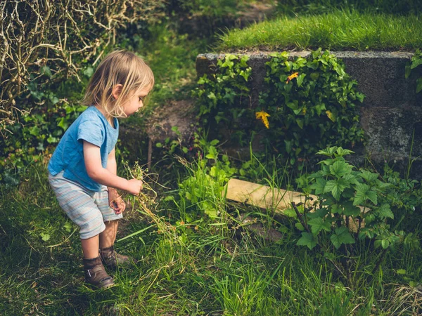 Petit Bambin Ramasse Des Mauvaises Herbes Dans Jardin — Photo