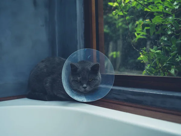 Een Kat Met Een Plastic Kraag Herstelt Van Een Operatie — Stockfoto