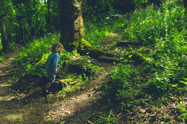 Uma Criança Pequena Está Andando Floresta — Fotografia de Stock