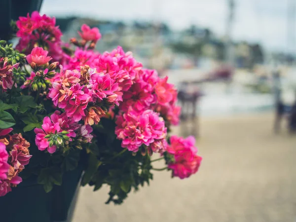 Flowers Growing Pot River Seaside Town — Stock Photo, Image