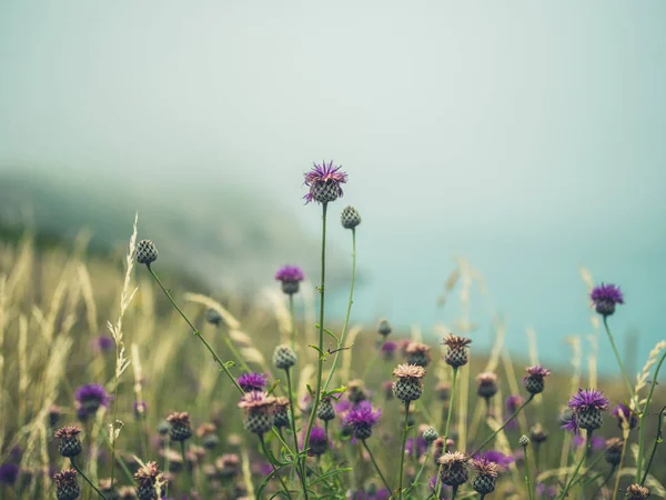 Wild Thistles Fog Cliffside — Stock Photo, Image