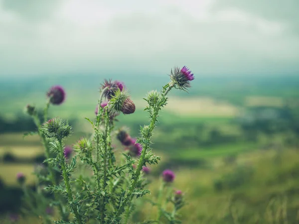 Vista Cerca Hermosas Plantas Cardos Verdes Púrpura Que Crecen Cima — Foto de Stock