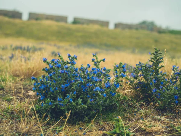 多雾的日子里 蓝色的花朵在户外绽放 — 图库照片
