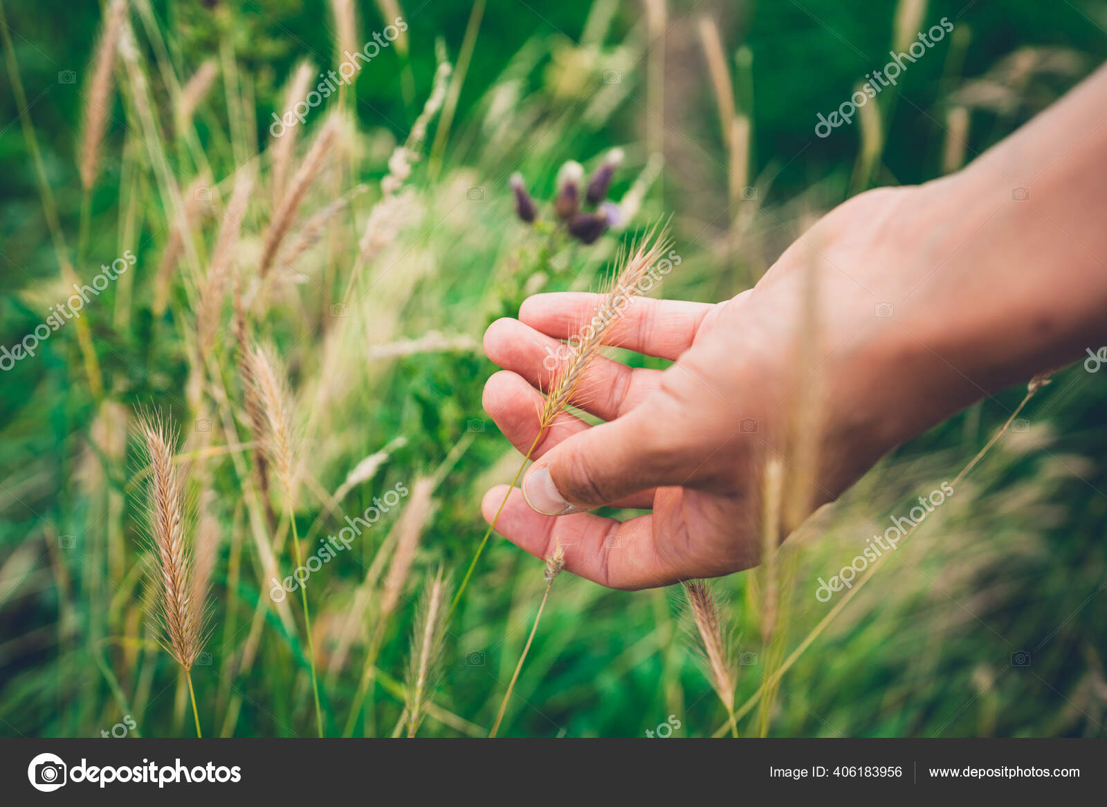 female hand, touch, grass Stock Photo