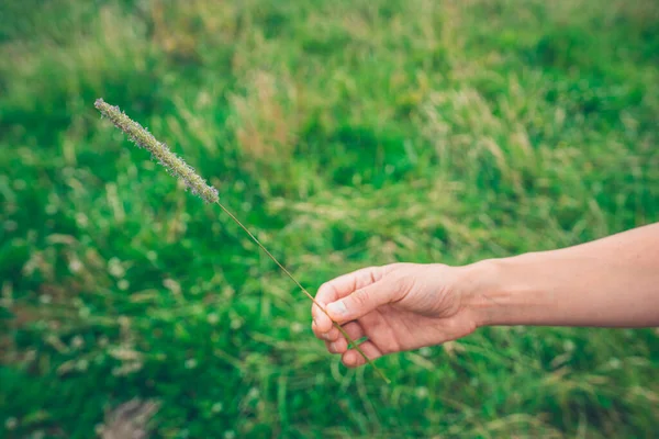 Main Une Jeune Femme Tient Une Longue Herbe Dans Champ — Photo