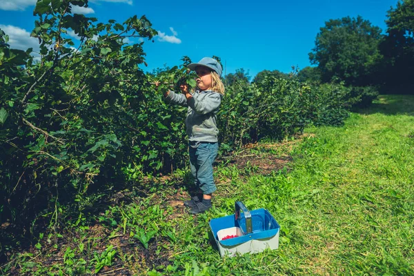 Little Preschooler Basket Picking Berries Fruit Bushes — Stock Photo, Image
