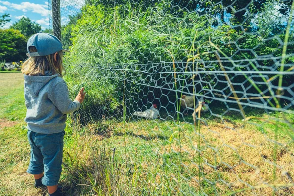 Een Kleuter Staat Bij Een Hok Een Boerderij Naar Kippen — Stockfoto