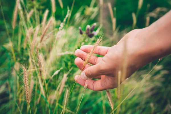 Main Une Jeune Femme Touche Une Longue Herbe — Photo