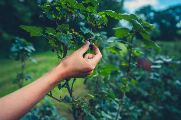 Kvinnlig Hand Plockar Svarta Vinbär Sommaren — Stockfoto