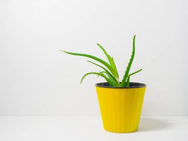 Aloe beyaz bir arka plan üzerinde sarı bir tencerede