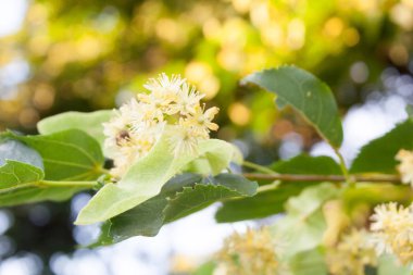 Yaprakları yakın bir dal üzerinde ıhlamur çiçeği