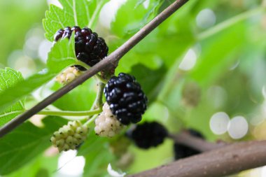 Bir dalüzerinde bir kara dut meyveleri