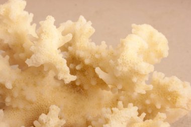 Kum arka plan üzerinde Hafif deniz mercan