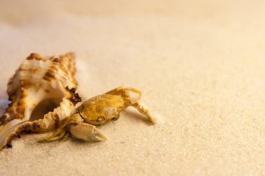 Yaz aylarında sarı kum üzerinde bir kabuk ile küçük yengeç