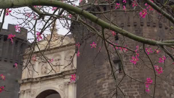 NAPLES, ITÁLIA - NOVEMBRO 05, 2018 - O castelo medieval de Maschio Angioino ou Castelo Novo Nuovo e a árvore de seda em flor, Napoli em 4k — Vídeo de Stock