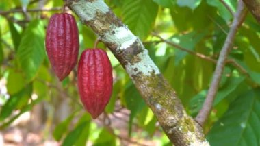 4k 'da güzel koyu kırmızı kapsüller, taze, organik ve sağlıklı kakao meyvesi ile kakao ağacı