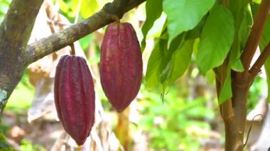 4k 'da güzel koyu kırmızı kapsüller, taze, organik ve sağlıklı kakao meyvesi ile kakao ağacı