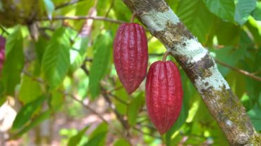 4k 'da güzel koyu kırmızı kapsüller, taze, organik ve sağlıklı kakao meyvesi ile kakao ağacı