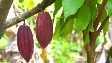 4k 'da güzel koyu kırmızı kapsüller, taze, organik ve sağlıklı kakao meyvesi ile kakao ağacı