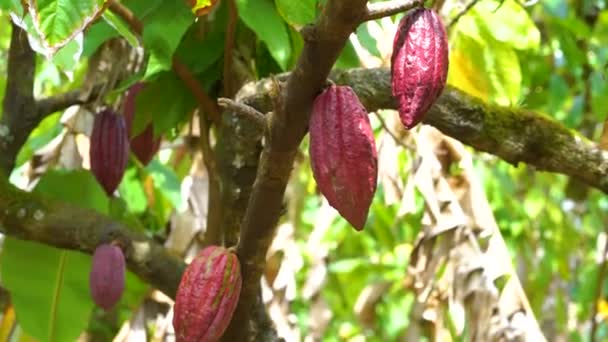 Kakaowe drzewo z pięknymi ciemnoczerwonymi strąkami, świeże, organiczne i zdrowe owoce kakaowe w 4K — Wideo stockowe