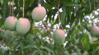4k ağaçüzerinde ham mango meyve