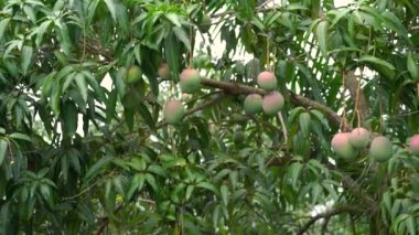 4k ağaçüzerinde ham mango meyve
