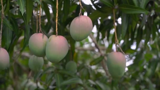 Сырые фрукты манго на дереве в 4k — стоковое видео