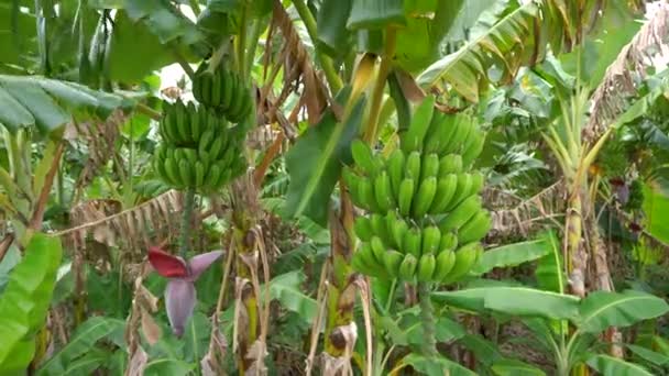 Зеленые бананы на дереве в 4k — стоковое видео