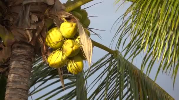 Coqueiro cheio de cocos de perto em 4k — Vídeo de Stock