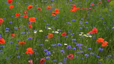 Haşhaş çiçekleri tarla ve cornflowers ve daysies