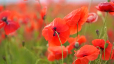 Rüzgarda haşhaş çiçekleri tarlaya yakın