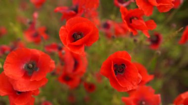 Rüzgarda haşhaş çiçekleri tarlaya yakın