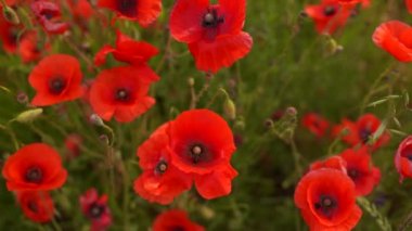 Rüzgarda haşhaş çiçekleri tarlaya yakın