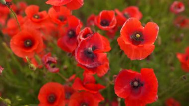 Rüzgarda haşhaş çiçekleri tarlaya yakın