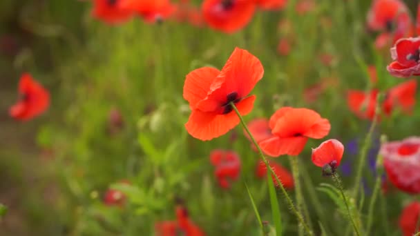 Campo de flores de amapola de color rojo — Vídeo de stock