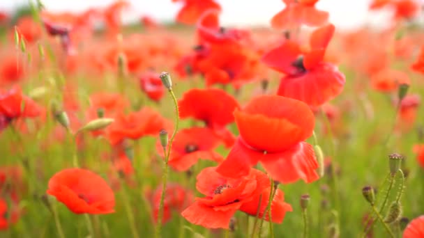 Vallmo blommor fält av röd färg — Stockvideo