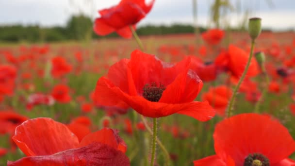 Flores de amapola en el viento de cerca en el campo — Vídeos de Stock