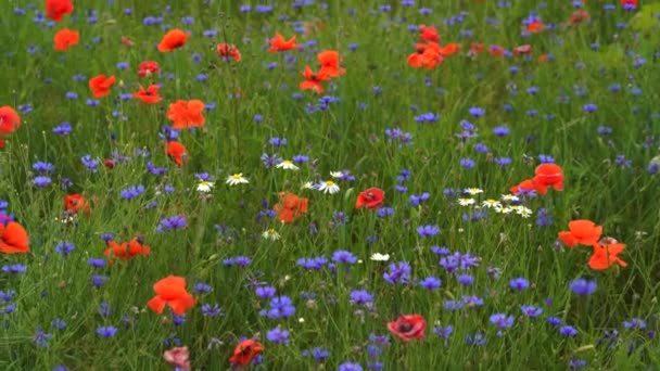 Poppy flowers field and cornflowers and daysies — Stock Video